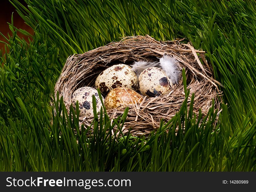 Nest with eggs in the grass