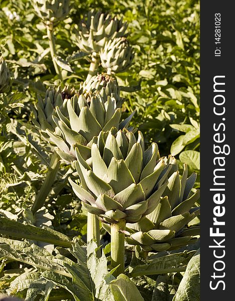 Big and green artichokes in a farm-field. Big and green artichokes in a farm-field