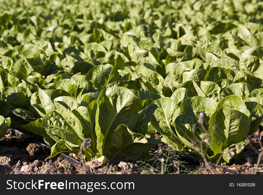 A green field of lettuce in a farm