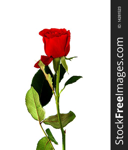 Red rose on a white background