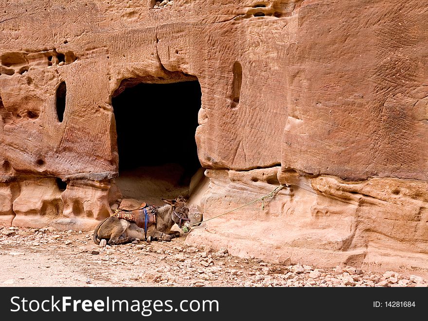 Donkey in ancient city of Petra