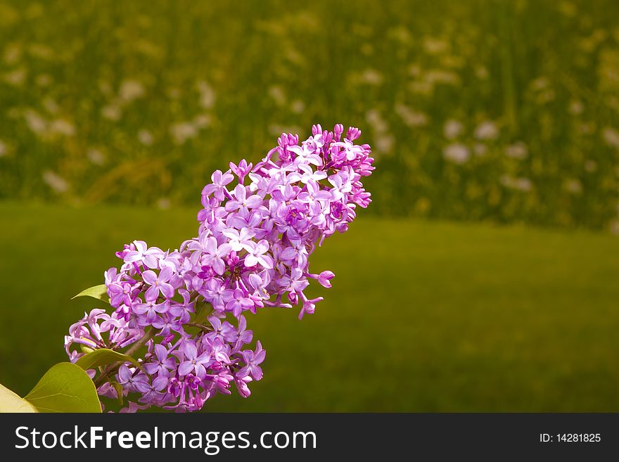 Lilacs in full bloom with green outside background. Lilacs in full bloom with green outside background.