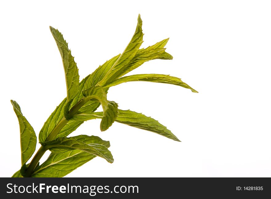 Sprig of peppermint