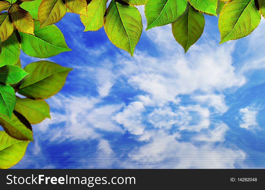 Bright green leaves on blue sky