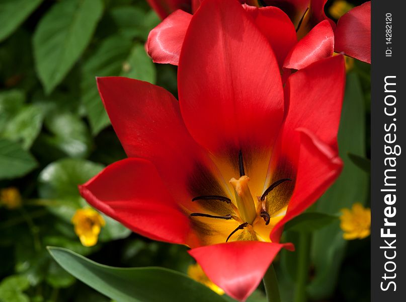 Beautiful red tulip in blossom outdoors with open patels on green background. Beautiful red tulip in blossom outdoors with open patels on green background.