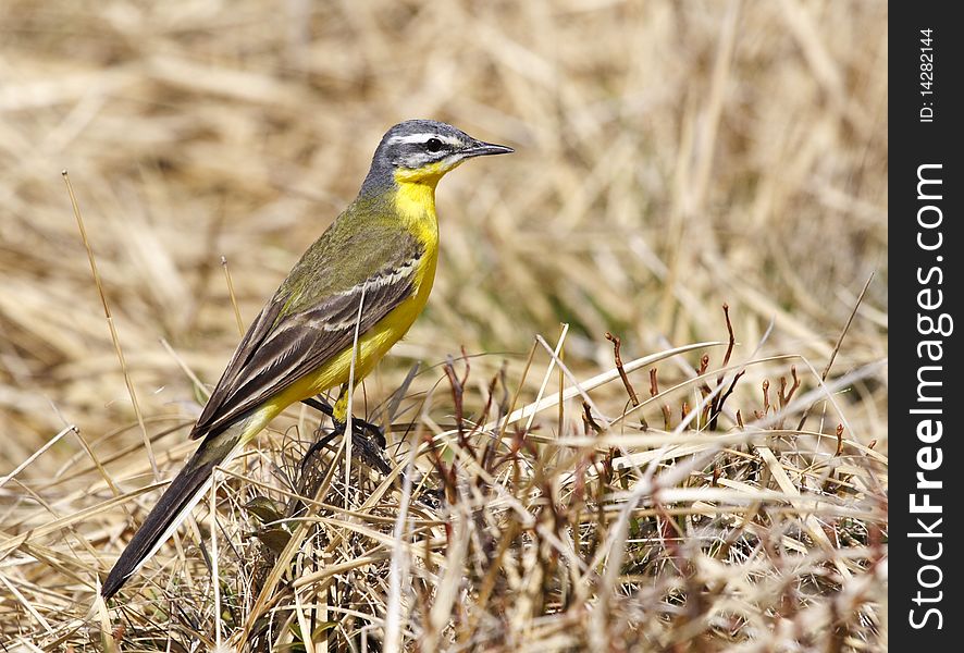 Mountain Yellow Sparrow 1
