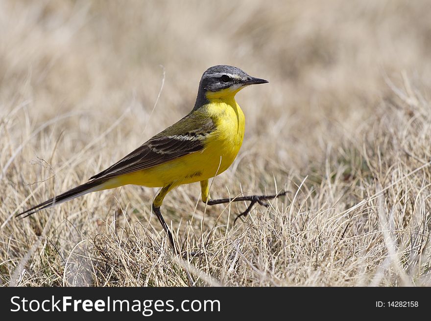 Mountain Yellow Sparrow