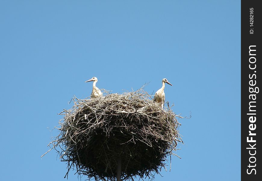 Two yang storks in the nest. Two yang storks in the nest