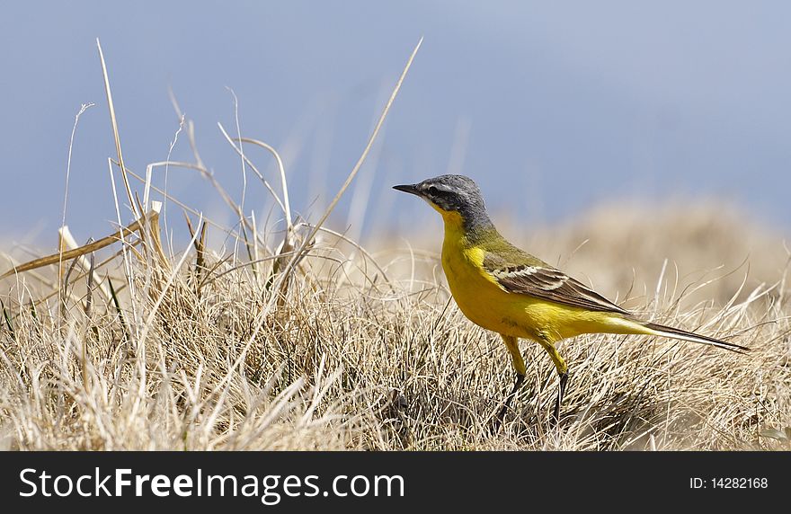 A beautiful yellow sparrow, hunting little bugs in the grass, with blue sky in background. A beautiful yellow sparrow, hunting little bugs in the grass, with blue sky in background