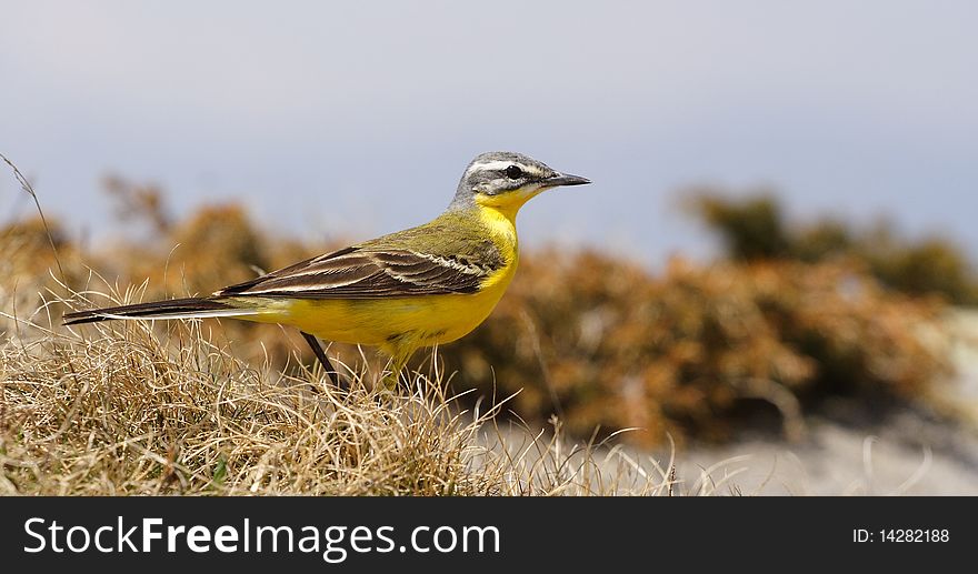 A beautiful yellow sparrow, hunting little bugs in the grass, with blue sky in background. A beautiful yellow sparrow, hunting little bugs in the grass, with blue sky in background