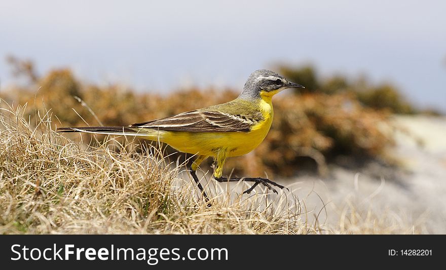 A beautiful yellow sparrow, hunting little bugs in the grass, with blue sky in background. A beautiful yellow sparrow, hunting little bugs in the grass, with blue sky in background