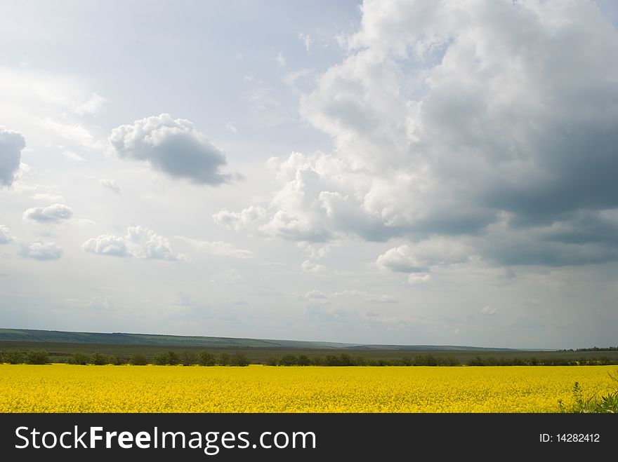 Yellow field with cloudy bright sky. Yellow field with cloudy bright sky