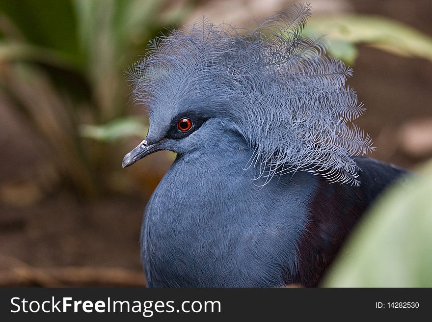 Portrait of the Blue Crowned Pigeon. Portrait of the Blue Crowned Pigeon