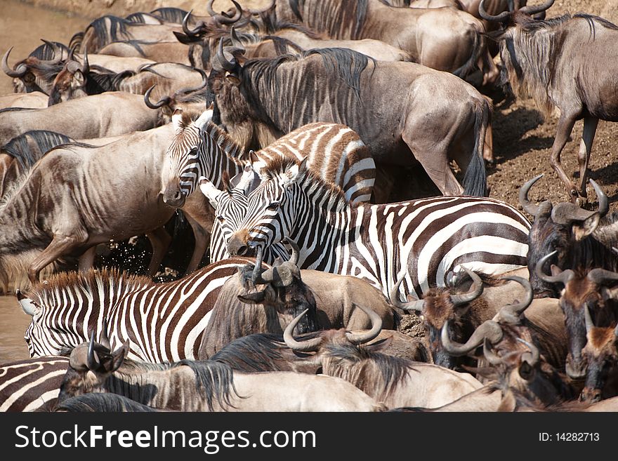 Herd of zebras (African Equids) and Blue Wildebeest (Connochaetes taurinus) crossing the river in nature reserve in South Africa