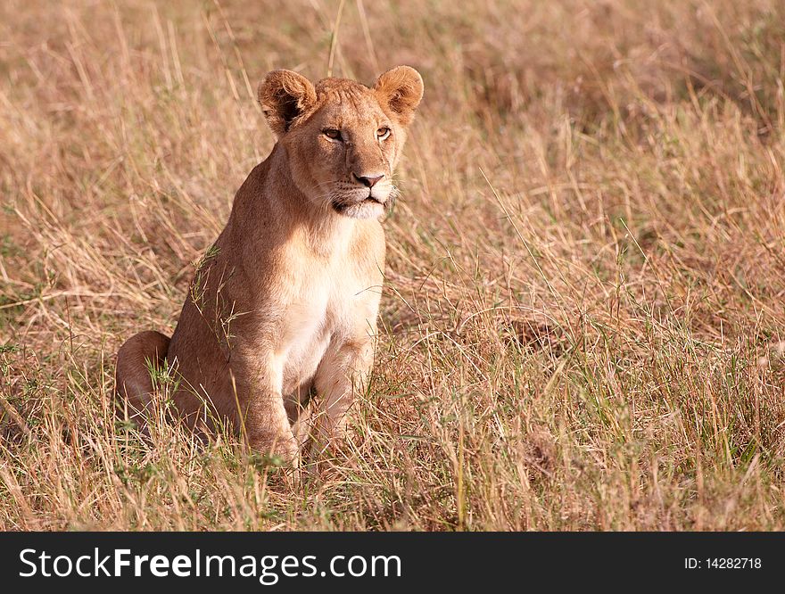 Lion (panthera leo) cub sitting in savannah in South Africa. Lion (panthera leo) cub sitting in savannah in South Africa