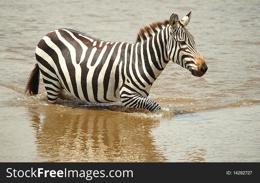 Single zebra (African Equids) crossing the river in nature reserve in South Africa