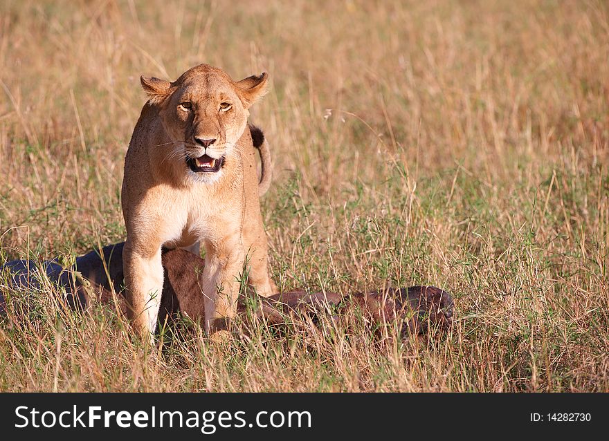 Single female lioness (panthera leo) with the kill in savannah in South Africa. Single female lioness (panthera leo) with the kill in savannah in South Africa