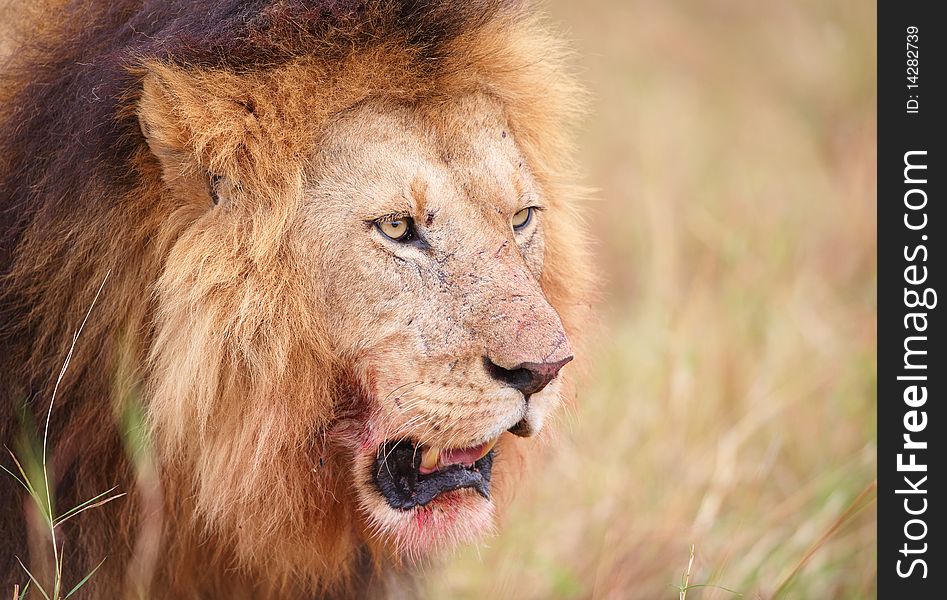 Lion (panthera leo) close-up