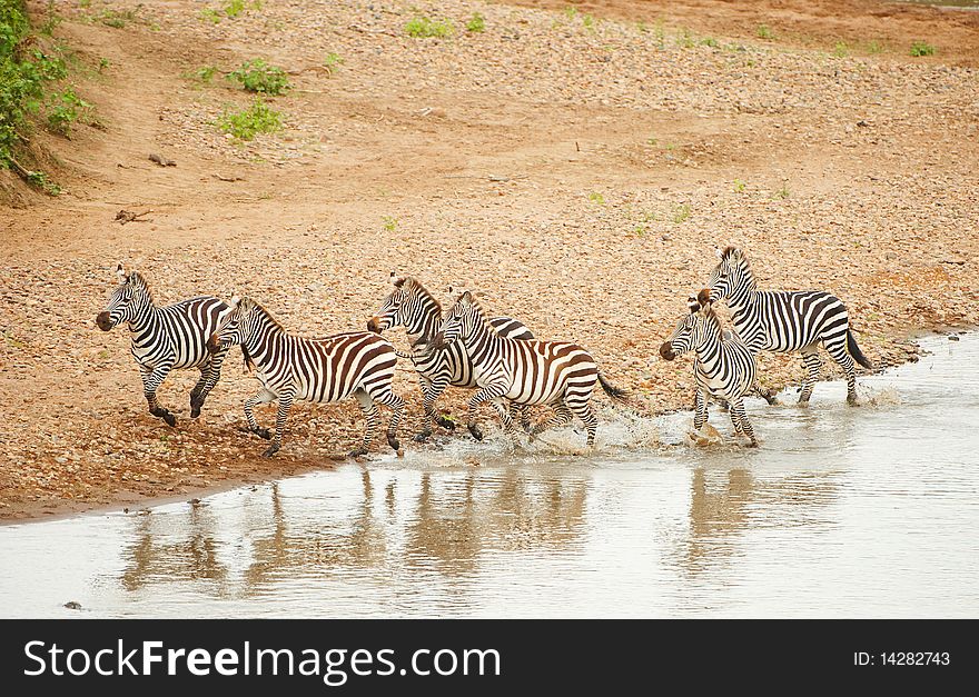 Herd of zebras (African Equids) running along the river in nature reserve in South Africa