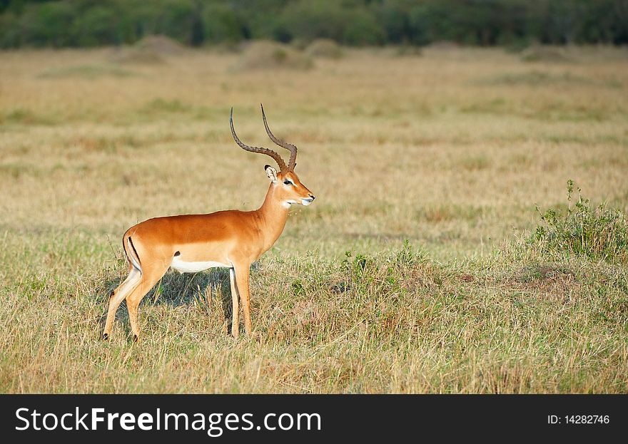 Single red impala (Aepyceros melampus) in the nature reserve in South Africa