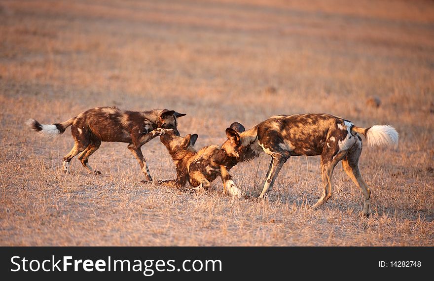 Three African Wild Dogs (Lycaon pictus)