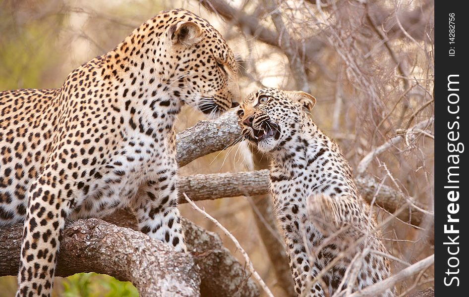 Baby cub Leopard (Panthera pardus) playing with his mother on the tree in nature reserve in South Africa. Baby cub Leopard (Panthera pardus) playing with his mother on the tree in nature reserve in South Africa
