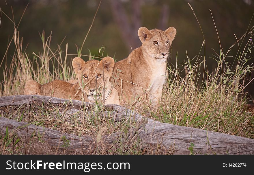 Two Lion (panthera leo) cubs sitting in savannah at night in South Africa. Two Lion (panthera leo) cubs sitting in savannah at night in South Africa
