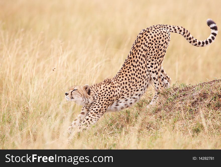 Cheetah (Acinonyx jubatus) stretching in savannah in South Africa. Cheetah (Acinonyx jubatus) stretching in savannah in South Africa