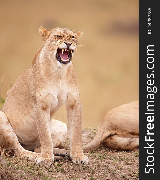 Lioness (panthera leo) growling in savannah in South Africa. Lioness (panthera leo) growling in savannah in South Africa