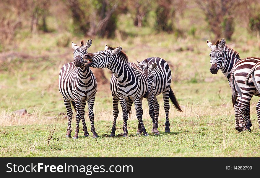 Herd of zebras (African Equids) playing in nature reserve in South Africa