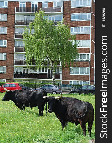 Urban farm with meadow and cows