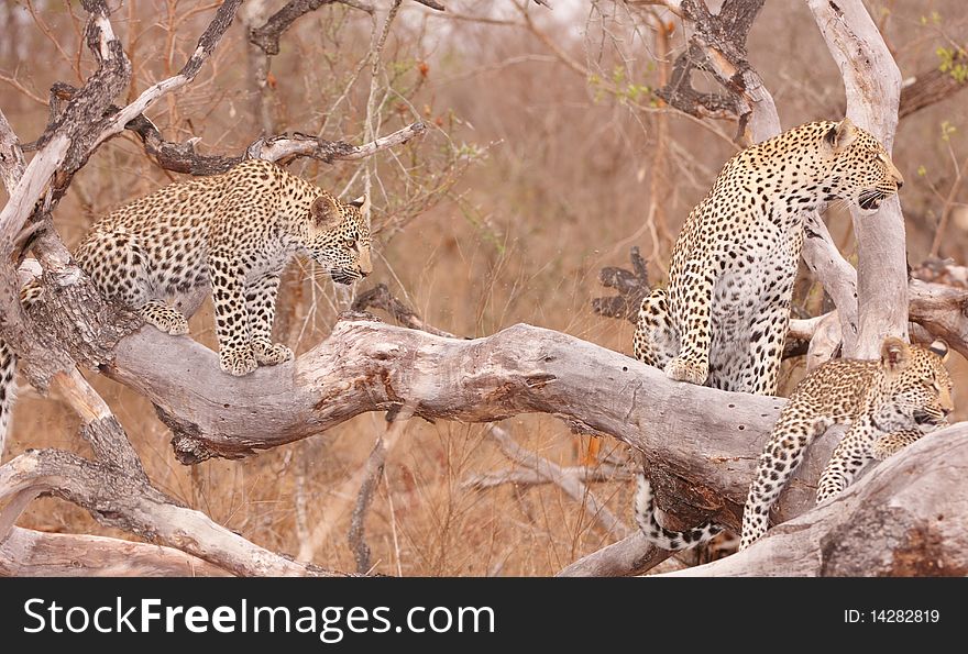 Three Leopards resting on the tree