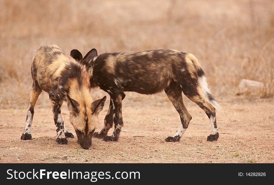Couple of African Wild Dogs (Lycaon pictus), highly endangered species of Africa