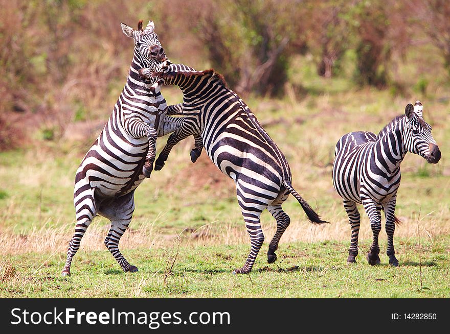 Herd of zebras (African Equids) playing in nature reserve in South Africa