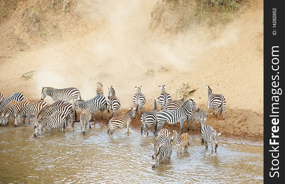 Herd of zebras (African Equids) drinking water from the river in nature reserve in South Africa