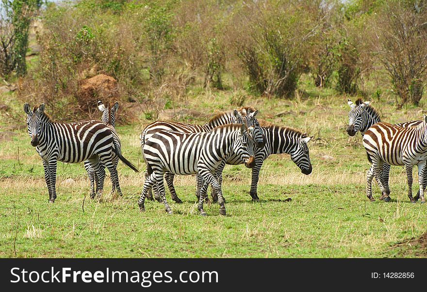Herd of zebras (African Equids) in nature reserve in South Africa