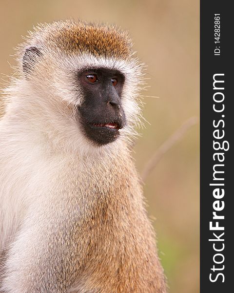 Black-faced vervet monkey (Chlorocebus pygerythrus) in South Africa