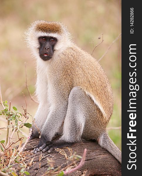 Black-faced vervet monkey (Chlorocebus pygerythrus) sitting on a tree in South Africa