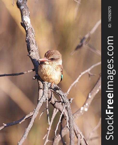 Brown-hooded Kingfisher (Halcyon albiventris) sitting on the branch in South Africa