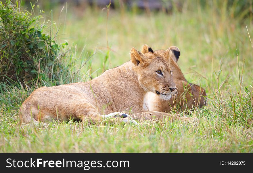 Two Lion (panthera leo) cubs lying in savannah in South Africa. Two Lion (panthera leo) cubs lying in savannah in South Africa