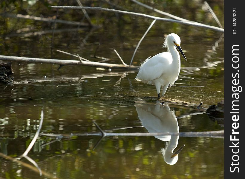 Snowy egret standing in the water with reflection. Photo taken in Nassau Bahamas.