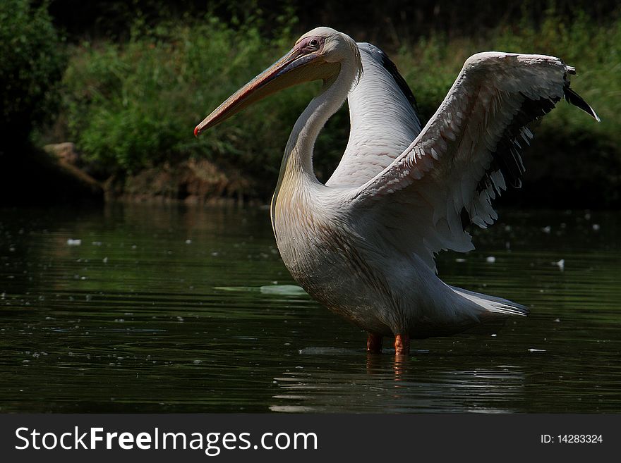 Pelican in a green lake
