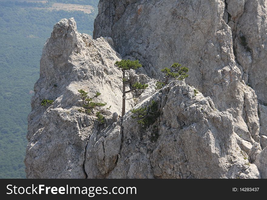 Trees high in the mountains. Trees high in the mountains