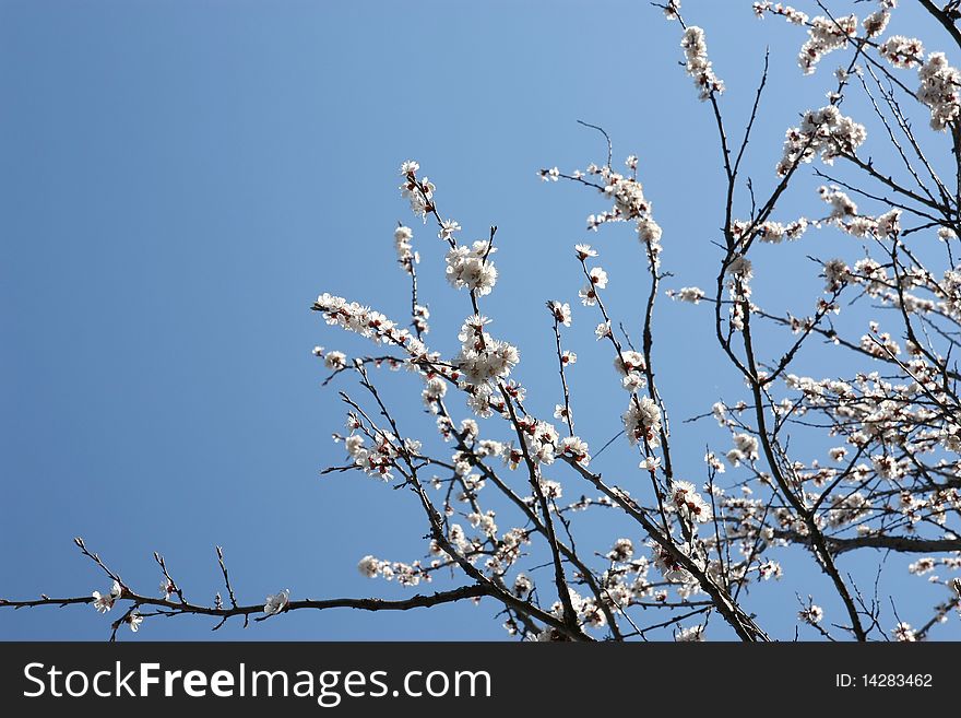 Blossom tree on the blue sky background. Blossom tree on the blue sky background