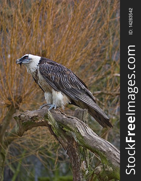 A bearded vulture on a branch. A bearded vulture on a branch