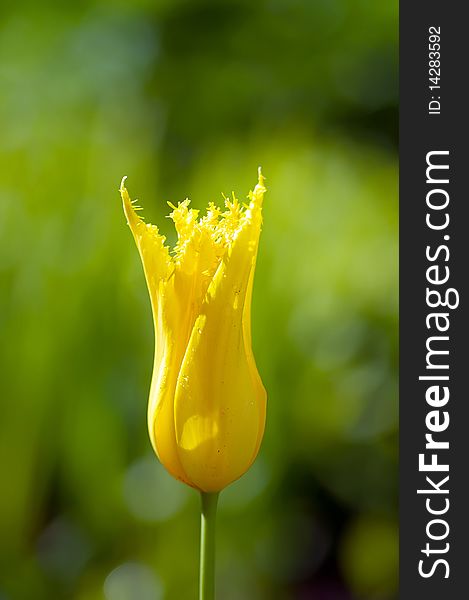 An isolated yellow tulip grows in a spring garden. An isolated yellow tulip grows in a spring garden