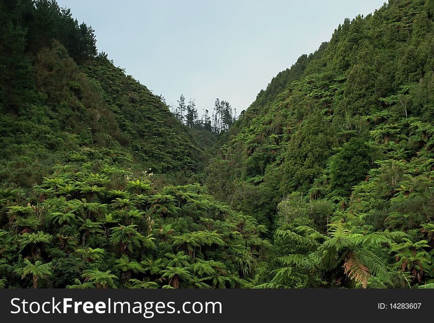 A valley of ferns and other native trees in the foothills of the Tararua Mountains, North Island, New Zealand. A valley of ferns and other native trees in the foothills of the Tararua Mountains, North Island, New Zealand