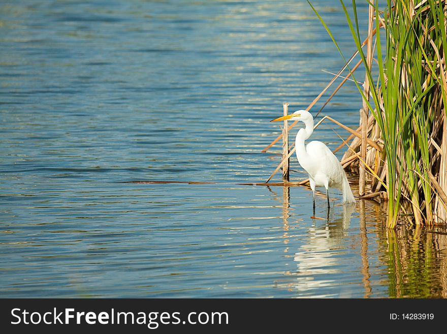 Great Egret By The Lake