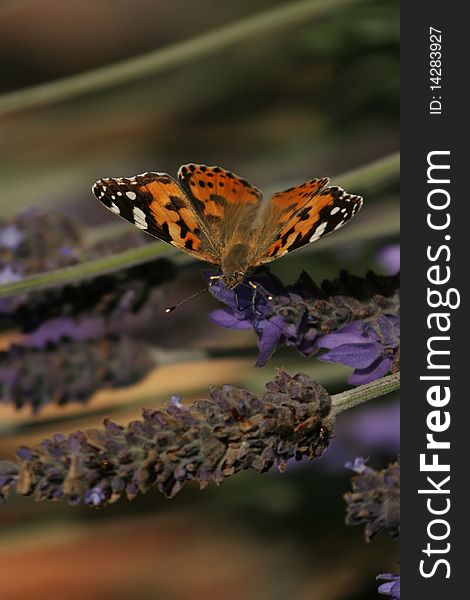 Painted Lady butterfly sitting on a purple plant. Painted Lady butterfly sitting on a purple plant