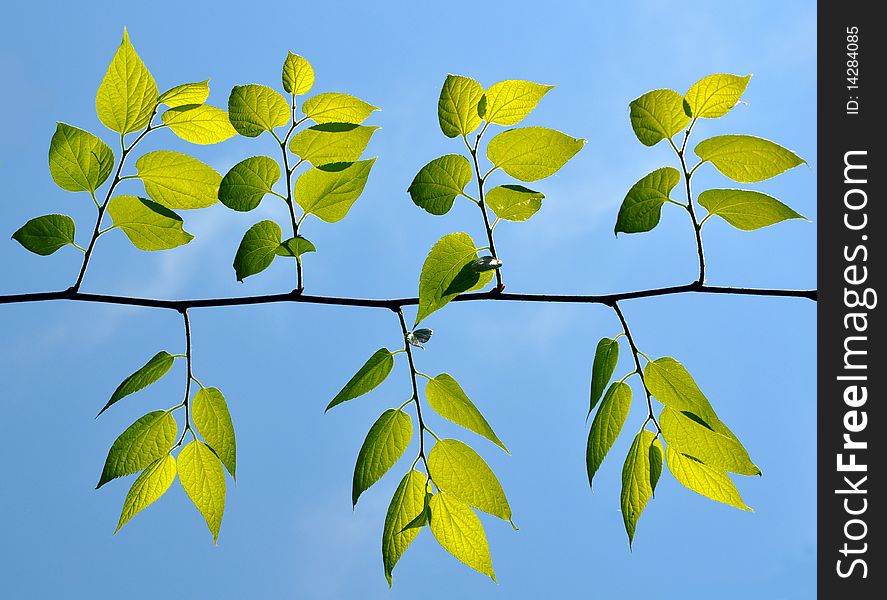 Fresh green leafs of celtis under the blue sky. Fresh green leafs of celtis under the blue sky